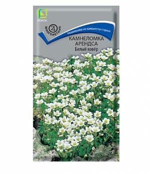 Камнеломка Арендса белый ковер (Поиск) М