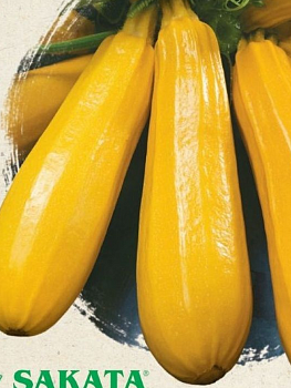 Семена Кабачок, Ясмин, 5 шт, цветная упаковка, Гавриш